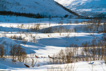 Kvaloya, Troms og Finnmark / Norway: Dog sledding in a sunny day