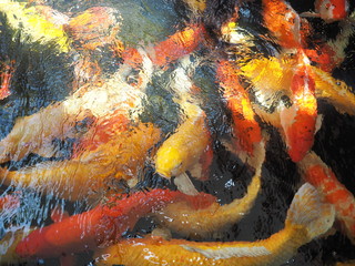 Fancy craps fish are swimming  in pond 