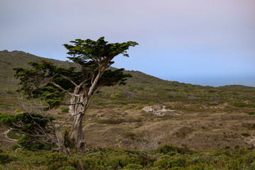 iconic tree cape np © Lukas