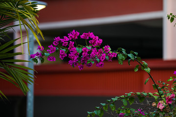 Flowers and Plants
