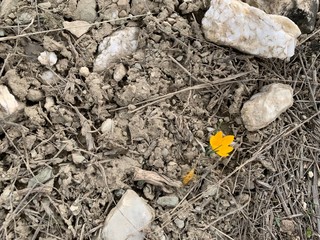 flower on the ground