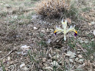 sarı mor nevruz çiçeği