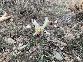 purple yellow nowruz flower