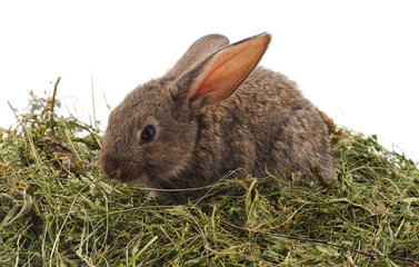 Brown rabbit on hay.