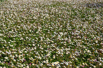 A field of daisies blossoming in early spring in the south of France