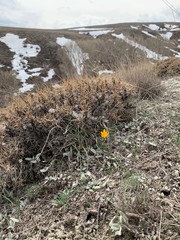 seaweed on the beach