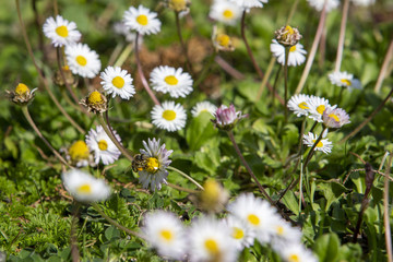 A bee in a field of daisies in springtime in the south of France.