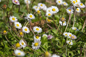 A bee in a field of daisies in springtime in the south of France.