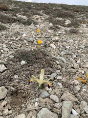 baharda nevruz ve çiğdem