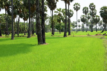 Palm trees and green rice fields with a blue sky background, palm trees or palm trees
