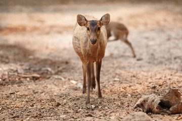 The cute deer standing and looking forward to camera