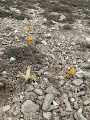 nowruz and crocus in spring