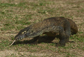 Komodo dragon, Rinca Island, Indonesia