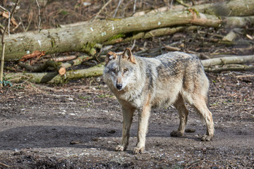 Wolf (canis lupus)