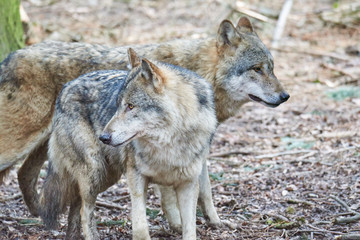 Wölfe (canis lupus)