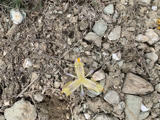 nevruz çiçek açıyor