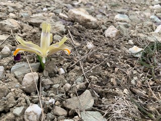 Young Nowruz in Spring