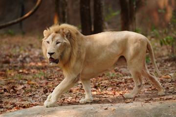 The lion walking in the forest        