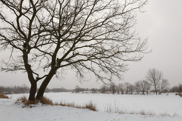 winter bare tree by the river in white snow