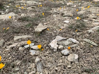 crocus flowers