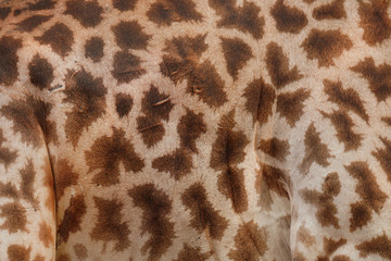 The giraffe fur and skin use for background      