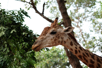 the giraffe eating the tree leaf close up to the head  