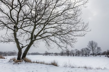 Fototapeta na wymiar winter bare tree by the river in white snow