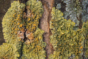 Moss and mushrooms grow on a tree. Microcosm close-up.