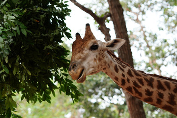 Fototapeta premium żyrafa jedząca liść drzewa blisko głowy