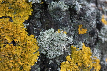 Moss and mushrooms grow on a tree. Microcosm close-up.