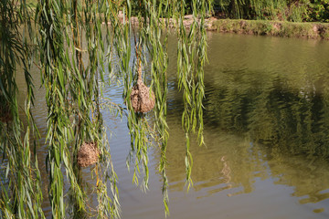 nestings in the trees