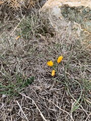 yellow flower in garden