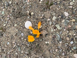 yellow flower on the ground