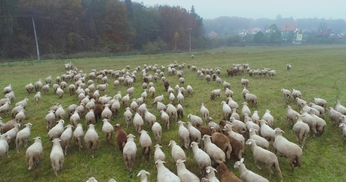 aerial view of herding sheep in a field