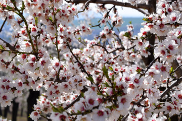 Almond in spring 2