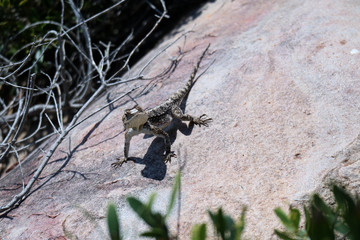 animals of south africa