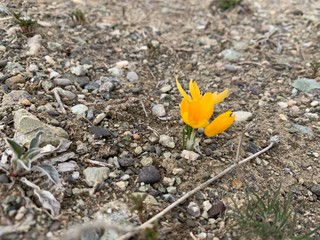 yellow spring flower
