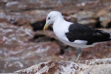 animals of south africa