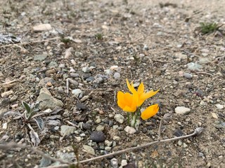 yellow flower on the ground