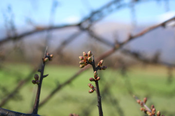 Common Hawthorn blossoms growing on branch on springtime. Springtime background