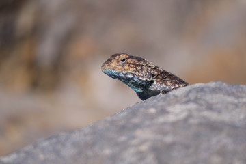 animals of south africa