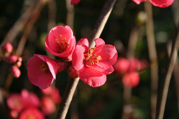 Close-up of Cydonia or Chaenomeles japonica bush withl pink flowers. Japanese quince in bloom in...