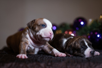 Two brothers Staffordshire Terriers, different colors.