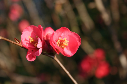 Close-up of Cydonia or Chaenomeles japonica bush withl pink flowers. Japanese quince in bloom in the sunlight