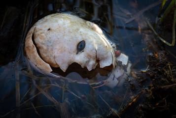 Zerstörter Puppenkopf im Schmutzwasser