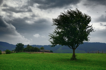 dark stormy sky and one tree on a meadow in carpathian mountains, wind, countryside, spruces on hills, beautiful nature, summer landscape