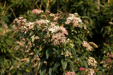 Japanese Skimmia or Skimmia japonica bush in bloom with pale pink flowers on winter season 