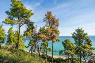 Amazing beautiful sunny landscape of Greece. View from above at blue transparent sea water, clear sky and old green wood. Horizontal color photography.