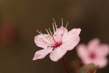 Kirschblüte close up