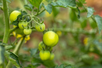 Green not ripe tomatoes on bush growing in garden on branches. Growing eco foods for vegetarians. Harvest concept.